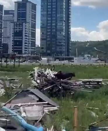 Kurbanlık Boğa Kaçtı, Zor Anlar Yaşandı