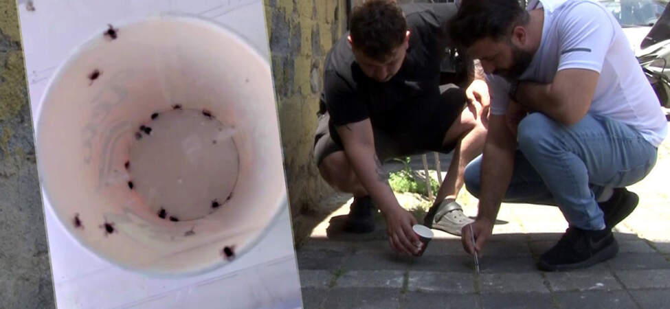 Sarıyer’de Kene İstilası: ‘Bir Haftada 500 Kene Öldürdük’ Diyen Mahalleli İsyanda