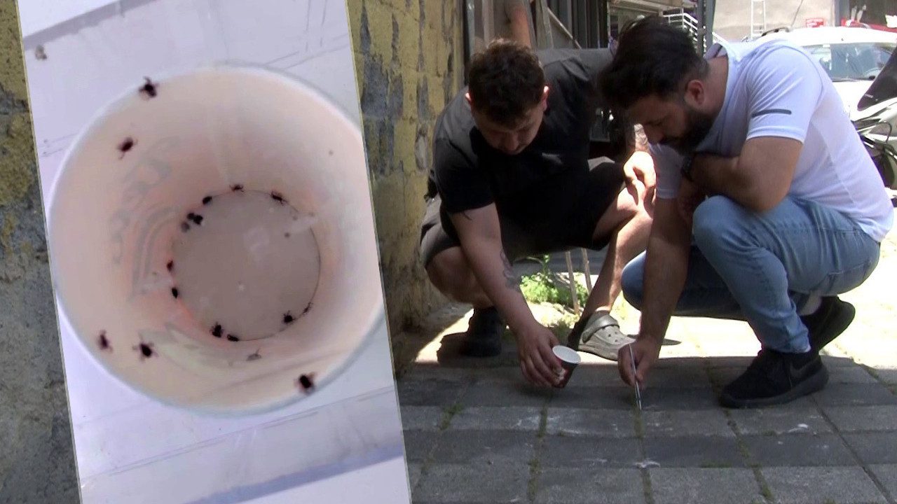 Sarıyer’de Kene İstilası: ‘Bir Haftada 500 Kene Öldürdük’ Diyen Mahalleli İsyanda