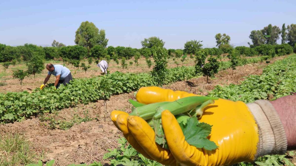 Güneşin doğuşuyla tarla mesaisi başlıyor! Zahmetle toplanıyor, kilosu 150 TL’ye satılıyor