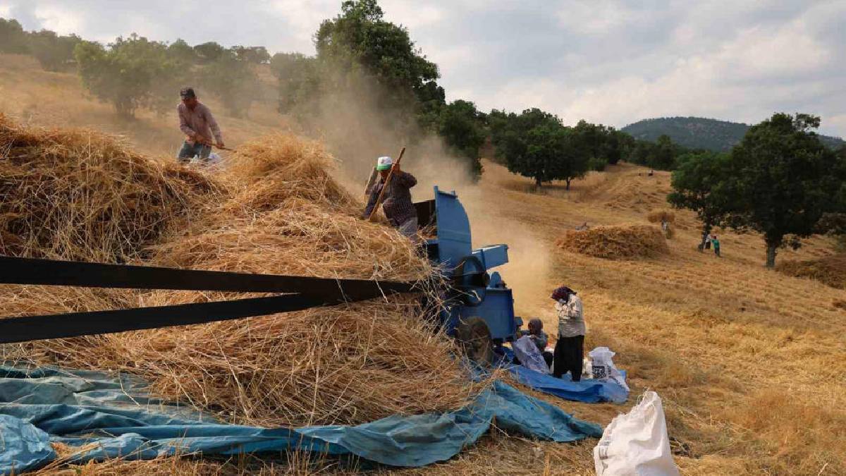Makine girmeyen yerde imece hasat yapılıyor! 1200 rakımda alın teri