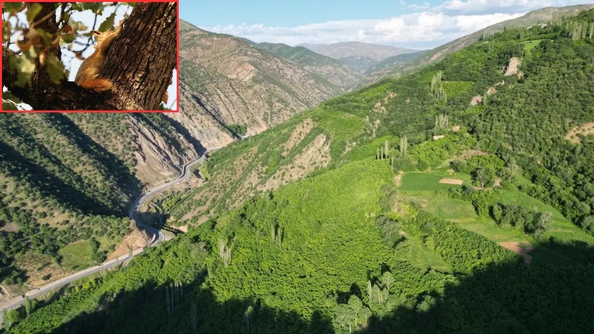 Burası Londra değil Bitlis! Eşsiz doğası ve sincap yuvalarıyla göreni kıskandırıyor