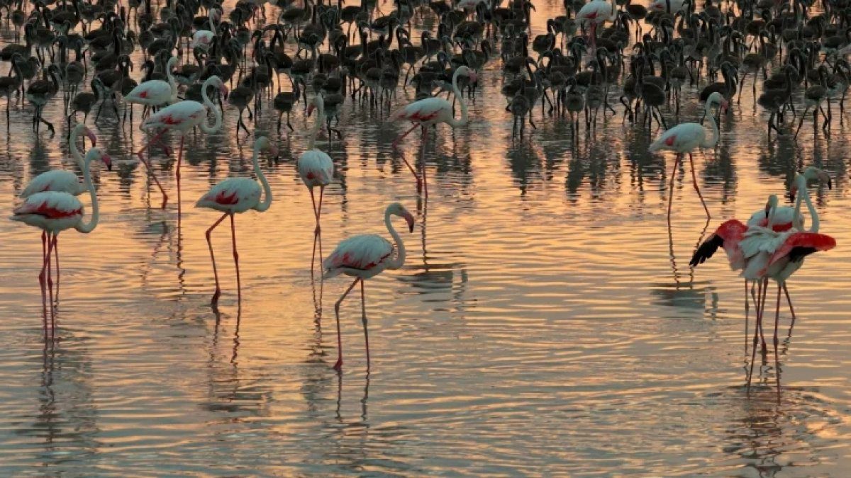 Tuz Gölü’nde flamingo sayısı son 5 yılın en yüksek seviyesinde