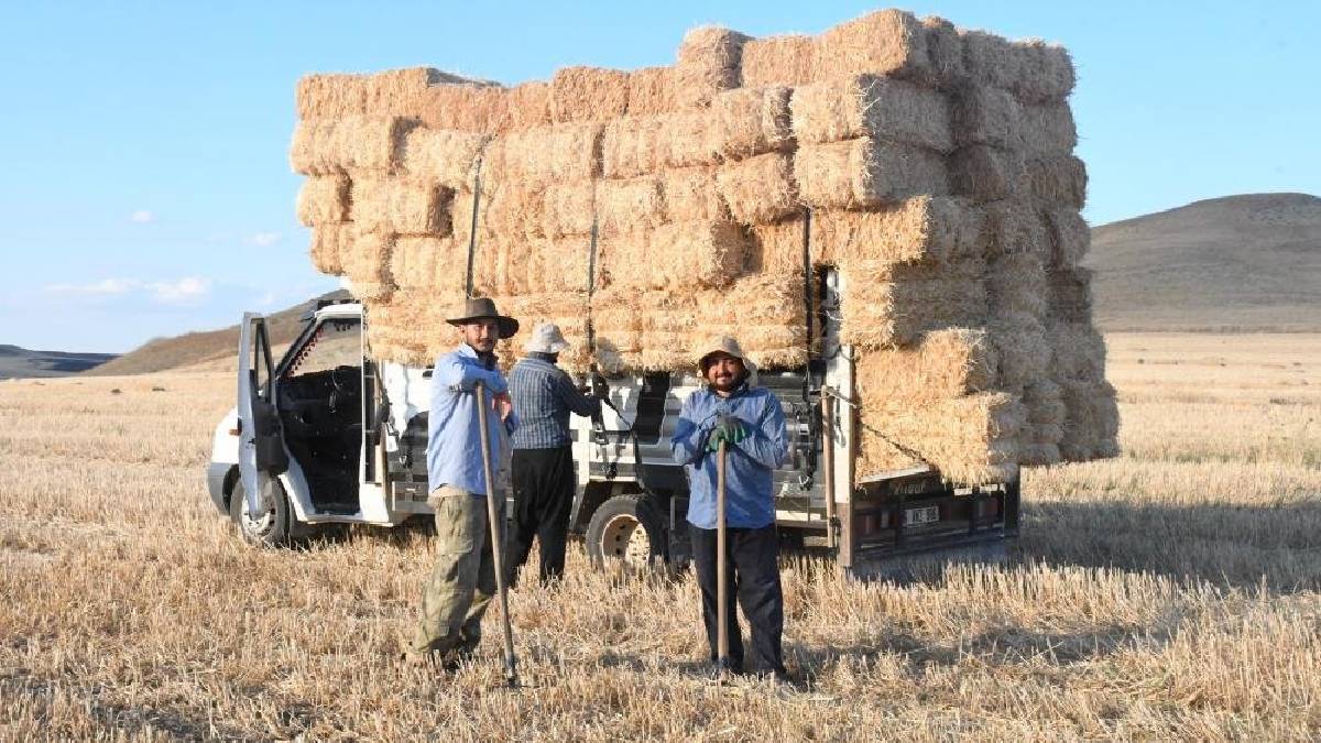 Günlüğü 7.000 TL’ye çalışıyorlar! Hasat sonrası tarla onlara emanet
