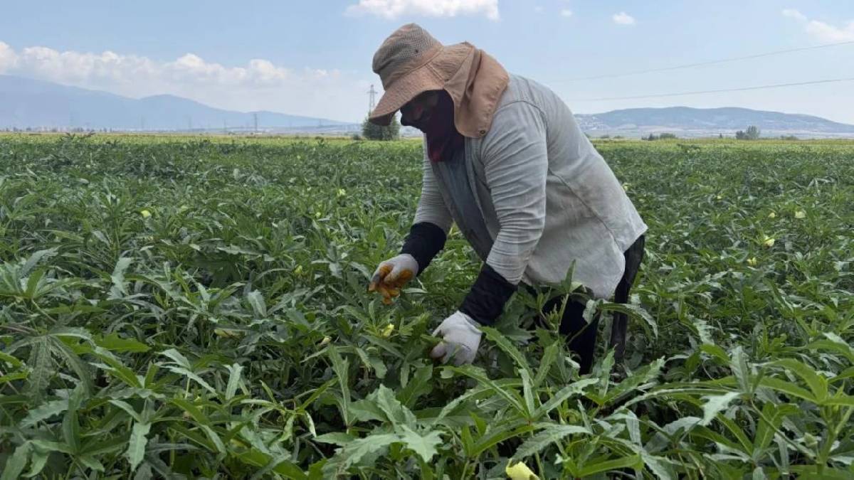 5 ay hasat edilecek Türkiye’nin her köşesine gidecek! 120 TL’den sezonu açtı