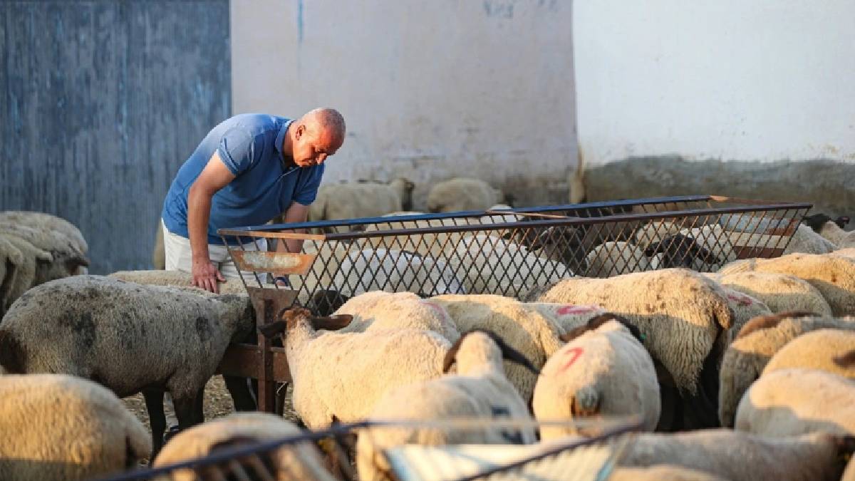 Koyunları sıcağa dayanamadı o da onlara kıyamadı! Ahıra klima taktırınca gündem oldu