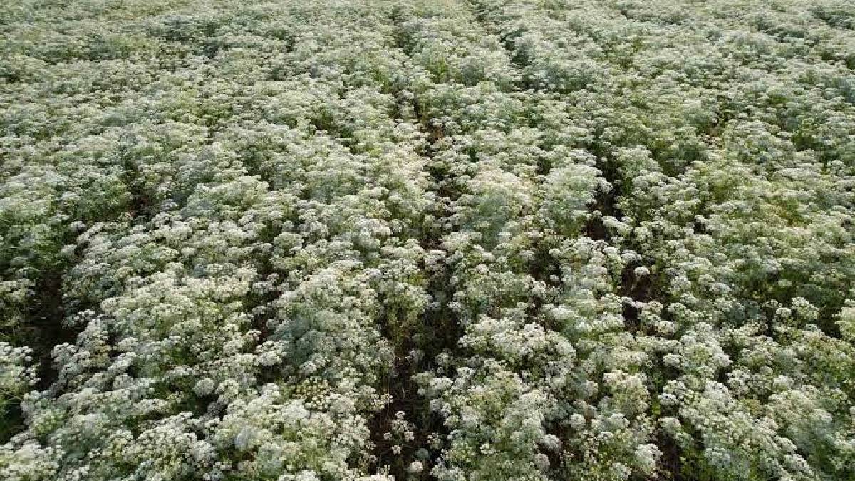 Denizli’de aylık 150 ton işleniyor! ABD ve Orta Doğu’ya hem kendisi hem yağı ihraç ediliyor
