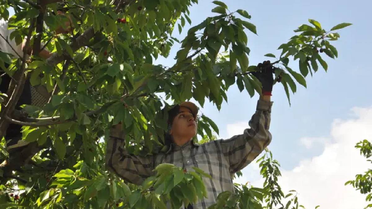 1600 rakımda yükseklerden toplanıyor! 396 tonluk hasat başladı