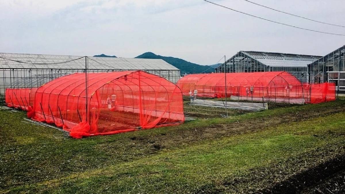 Tarımda devrim yaratacak yenilik! ‘Tül teknolojisi’ pestisit sorununu çözecek