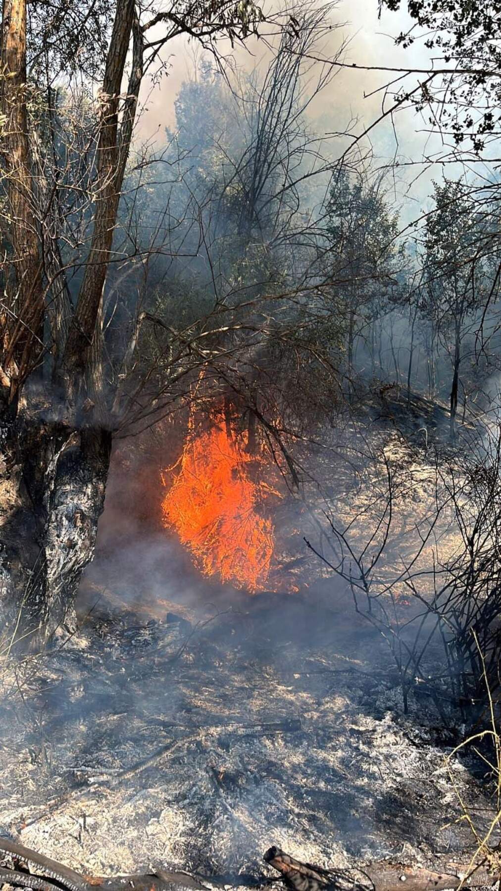 Beypazarı’nda Ağaçlık Alanda Yangın