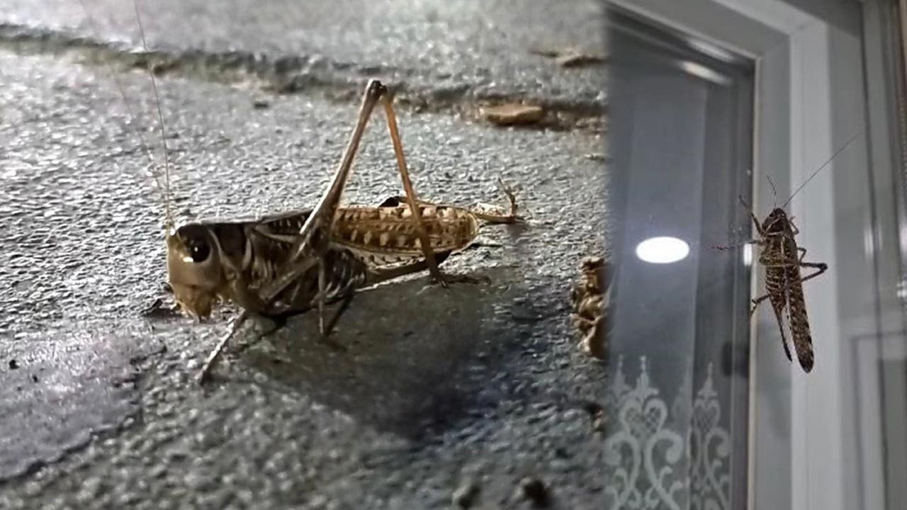 Bakanlıktan ‘Çekirge İstilası’ Açıklaması