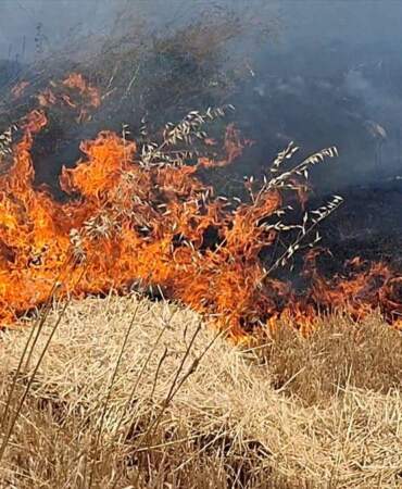Beypazarı’nda Yangın: 50 Dönüm Buğday Tarlası Zarar Gördü