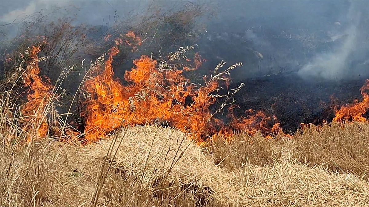 Beypazarı’nda Yangın: 50 Dönüm Buğday Tarlası Zarar Gördü