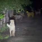Sokak köpekleri ile ayılar kavga etti! O anlar kamerada