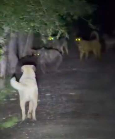 Sokak köpekleri ile ayılar kavga etti! O anlar kamerada
