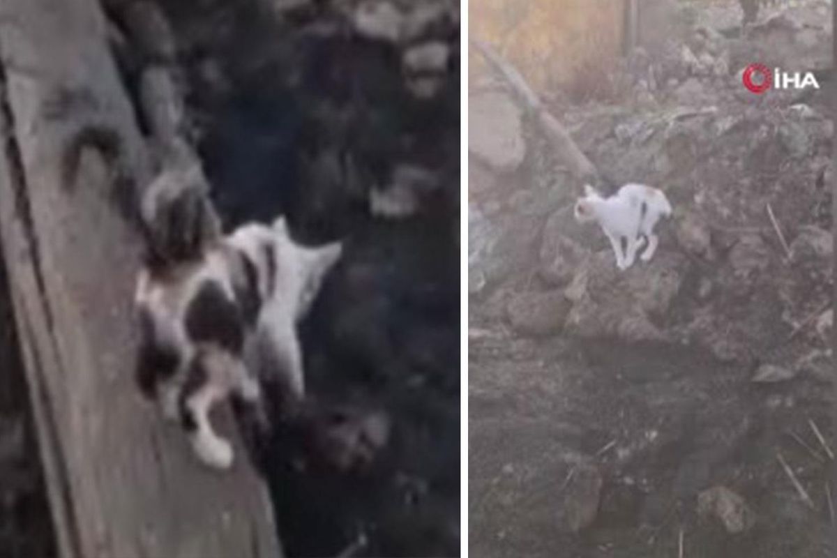 Yürek burkan manzara: Anne kedi yangında telef olan yavrularını aradı