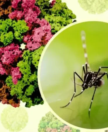 İklim Krizi Tropikal Tehlikeyi Kapımıza Getirdi: Aylarca Süren Şiddetli Ağrılara Dikkat!