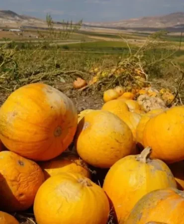 Ankara’da Kabak Çekirdeği Hasadı Başladı