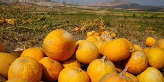 Ankara’da Kabak Çekirdeği Hasadı Başladı