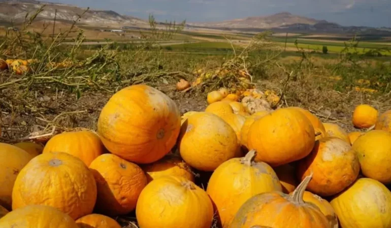 Ankara’da Kabak Çekirdeği Hasadı Başladı