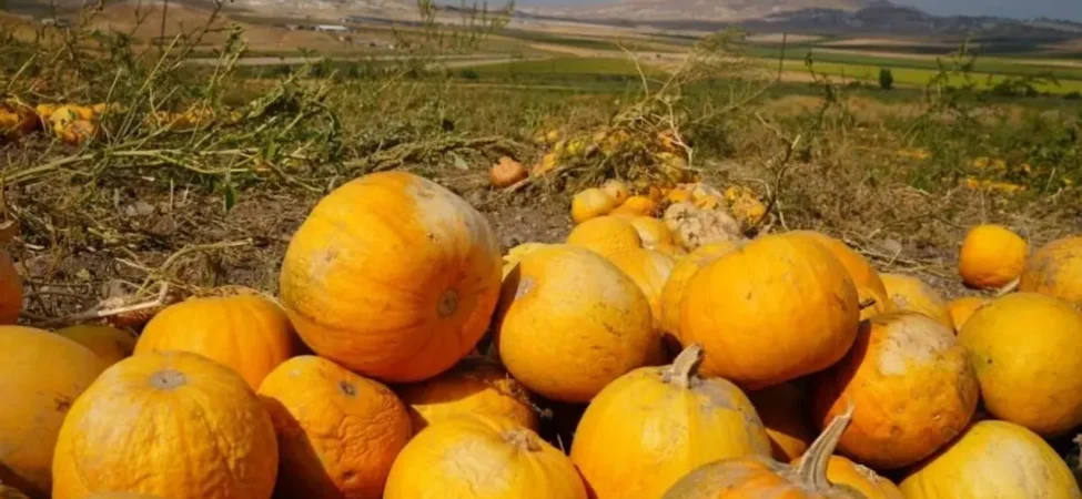 Ankara’da Kabak Çekirdeği Hasadı Başladı